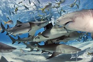 Meet and greet at Tiger Beach - West End Bahamas by Steven Anderson 